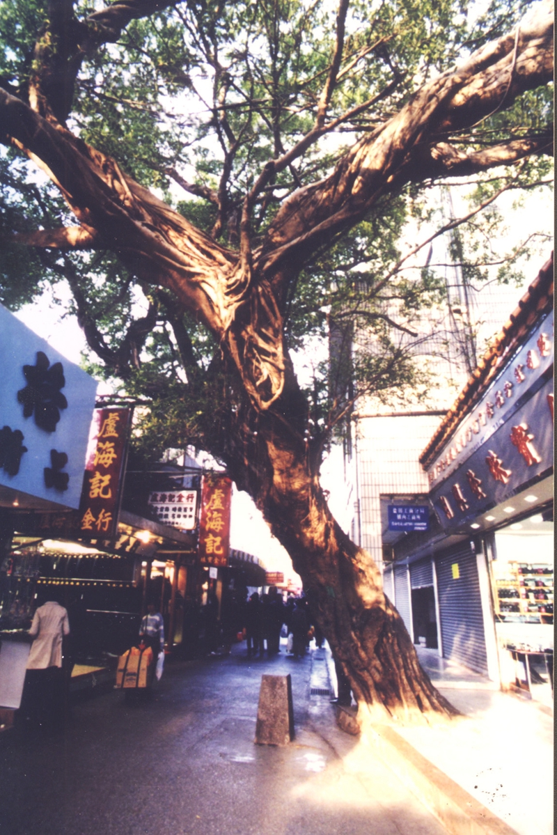 榕樹(shù).jpg